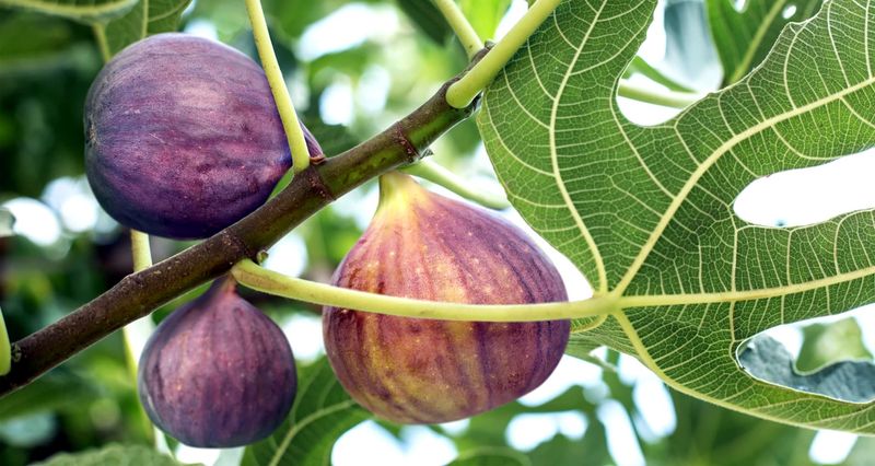 Protect the harvest with timely picking and realistic expectations Protect the harvest with timely picking and realistic expectations