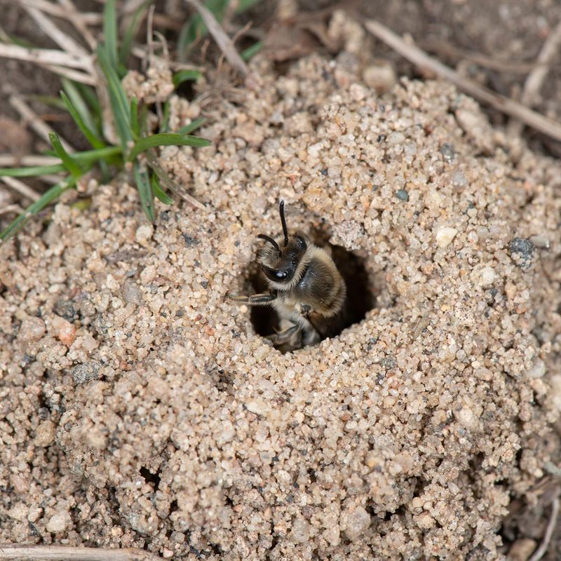 Protect the nesting places and flowers bees need