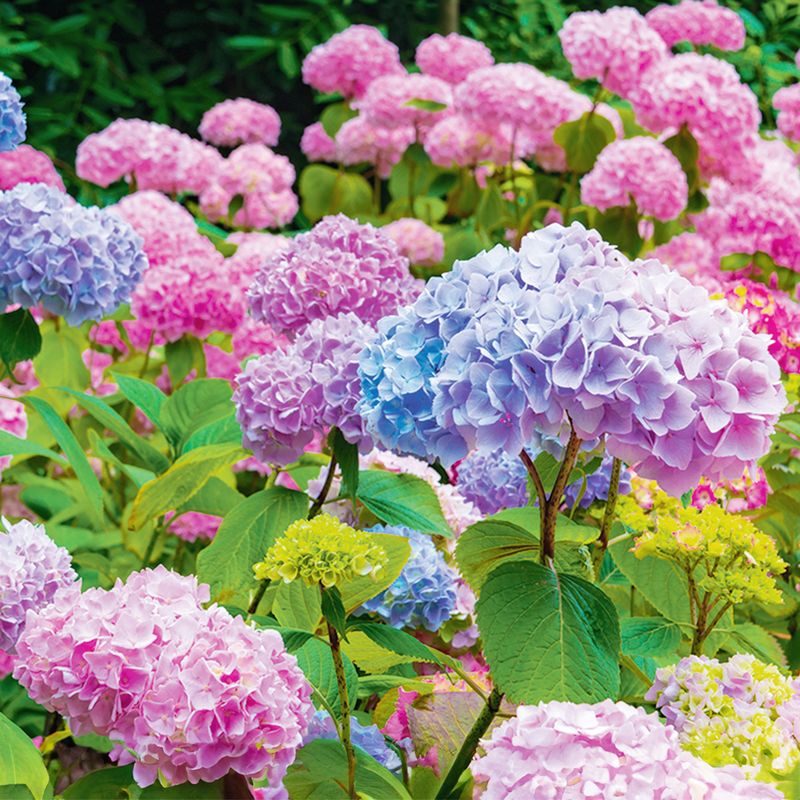 Protect the next bloom cycle with a measured plan Protect the next bloom cycle with a measured plan
