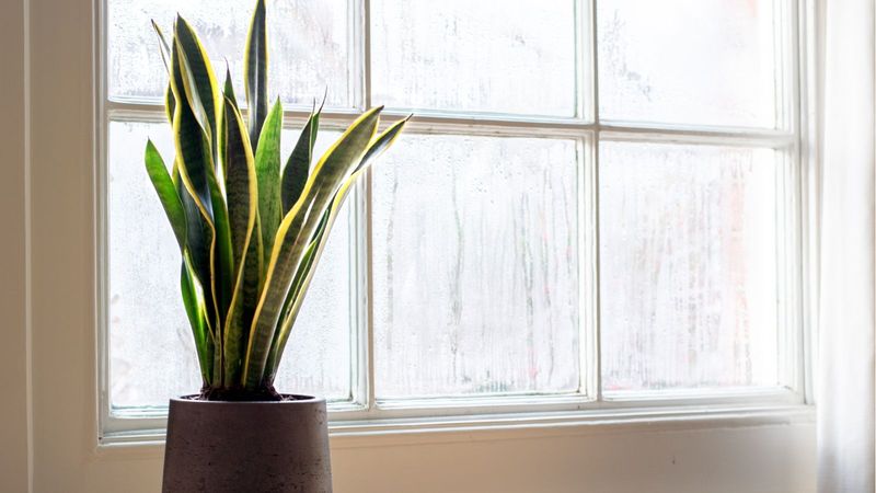 Protect the plant from cold and sudden temperature changes