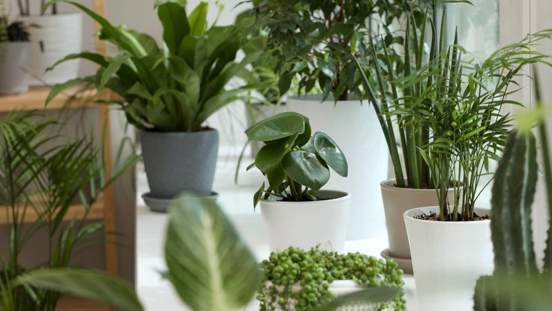 Protect the plant from sudden temperature stress Protect the plant from sudden temperature stress