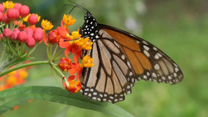 Protect the planting from common homeowner mistakes Protect the planting from common homeowner mistakes