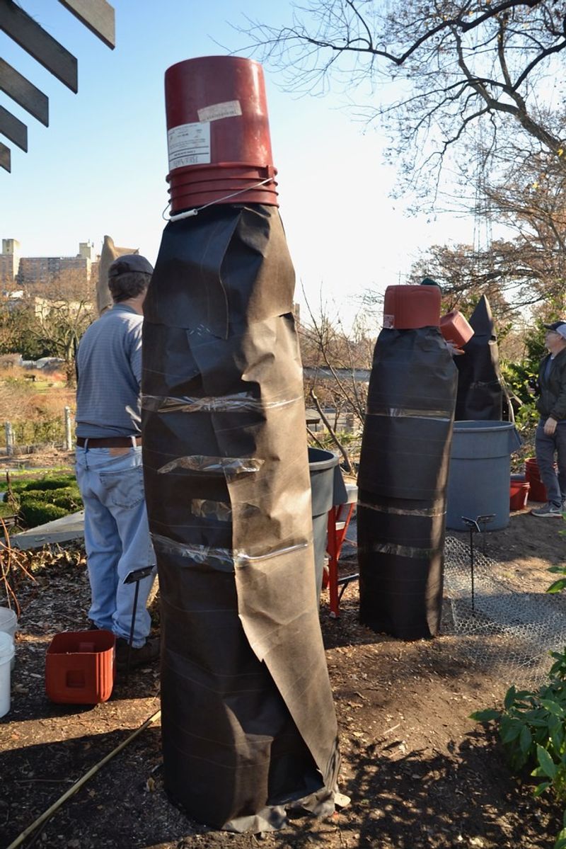 Protect the root crown and lower stems before serious freezes