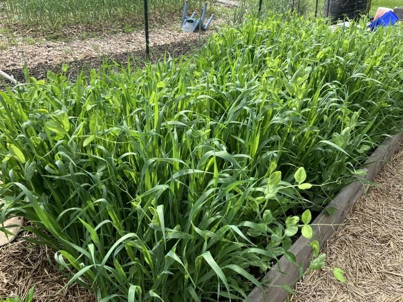 Protect the root zone between plantings