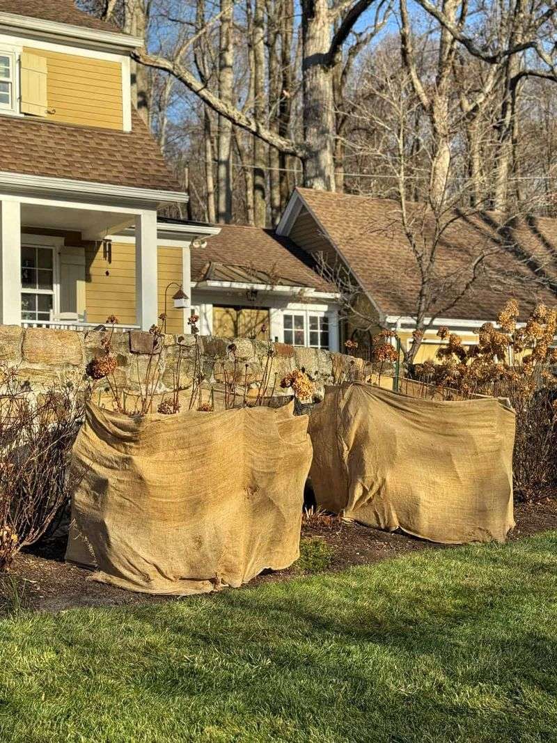 Protect the stems that may already hold next year's buds