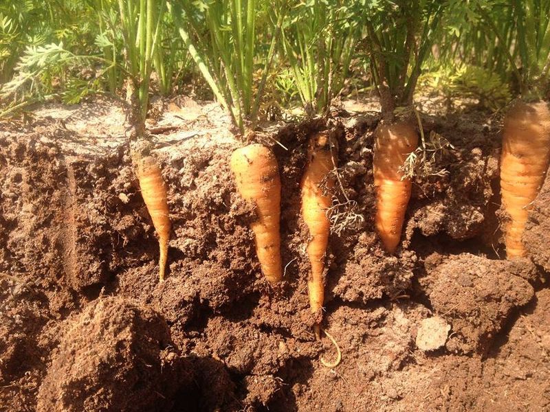 Protect the taproot from sowing through harvest Protect the taproot from sowing through harvest