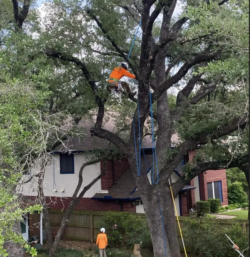 Protect the tree from oak-wilt mistakes