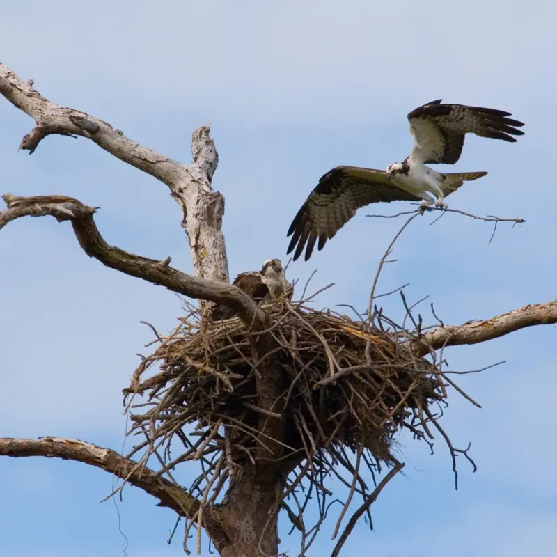 Protect trees, nests, people, and property during habitat work