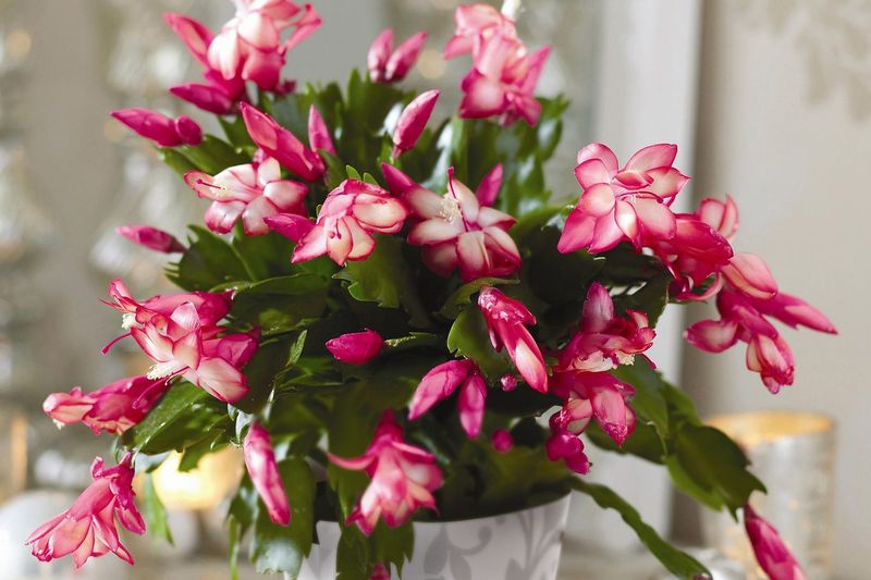 Protect visible buds with stable conditions