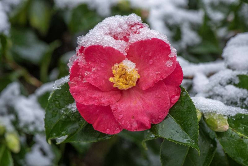 Protect vulnerable buds and flowers during exceptional cold