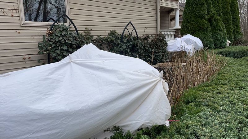 Protect vulnerable buds only when local freezes threaten