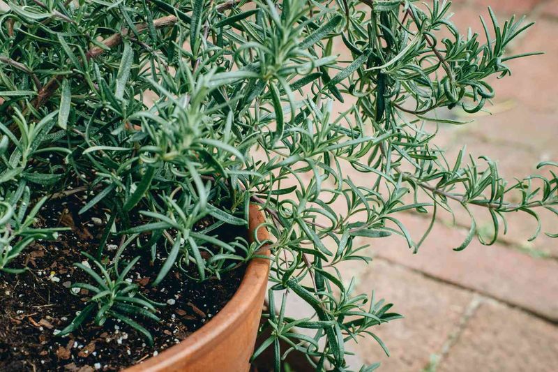 Protect vulnerable plants without overprotecting every rosemary