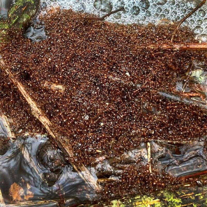 Protect water, people, pets, and beneficial ants