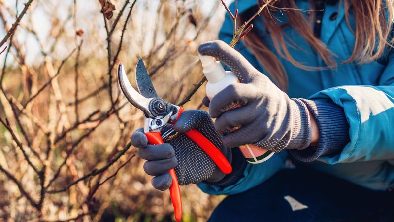 Protect yourself and the plant during pruning Protect yourself and the plant during pruning