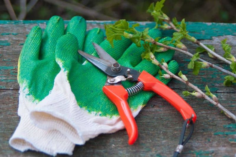 Protect yourself while pruning
