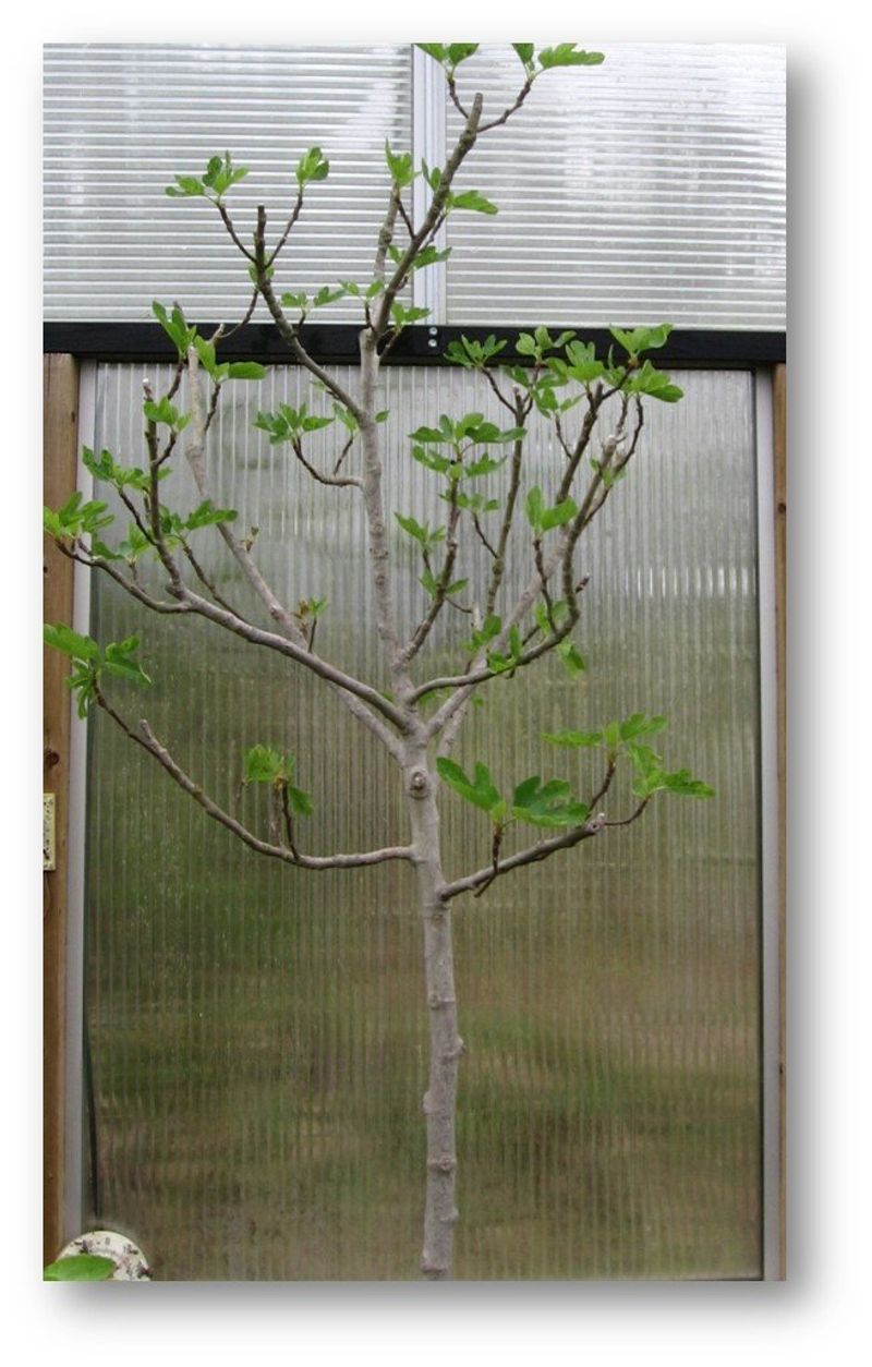 Prune according to the crop you want to preserve
