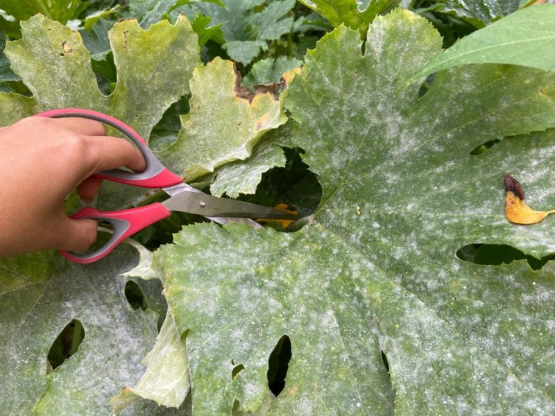 Prune affected foliage without stripping the vine Prune affected foliage without stripping the vine