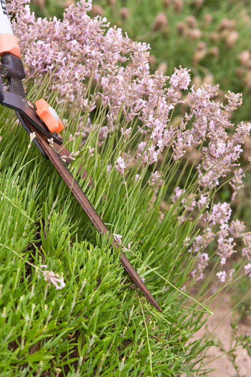 Prune after flowering, using local conditions to choose the moment Prune after flowering, using local conditions to choose the moment