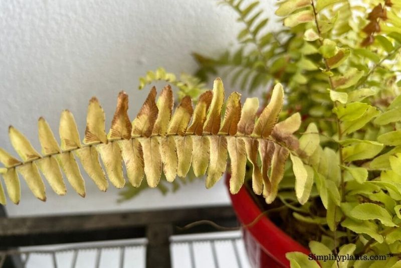 Prune after the check, then watch the new growth