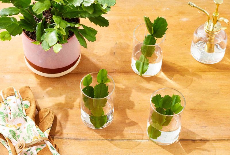 Prune and propagate after flowering
