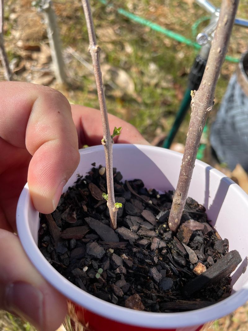 Prune before spring growth to protect the berry crop