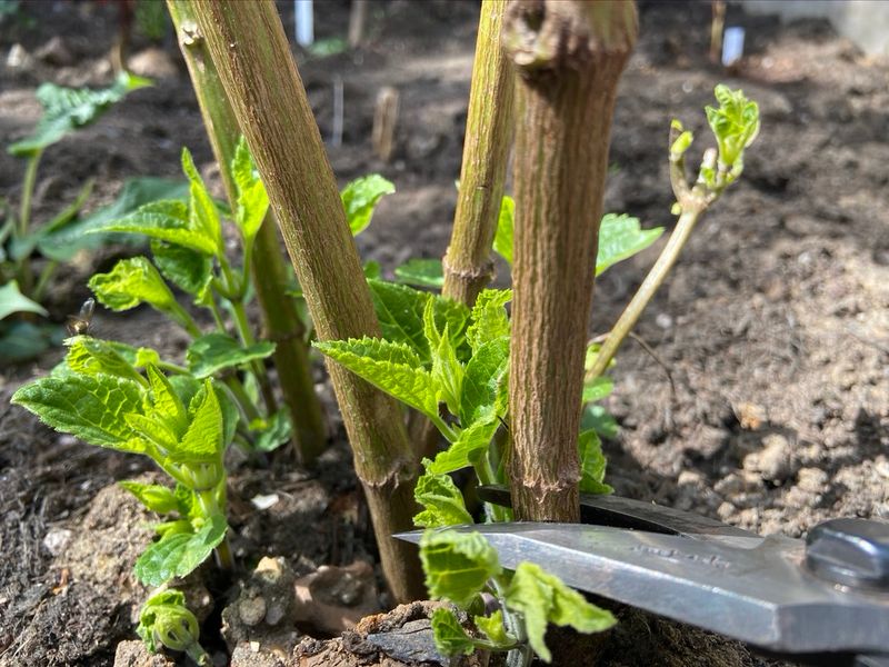 Prune early enough for new growth to harden