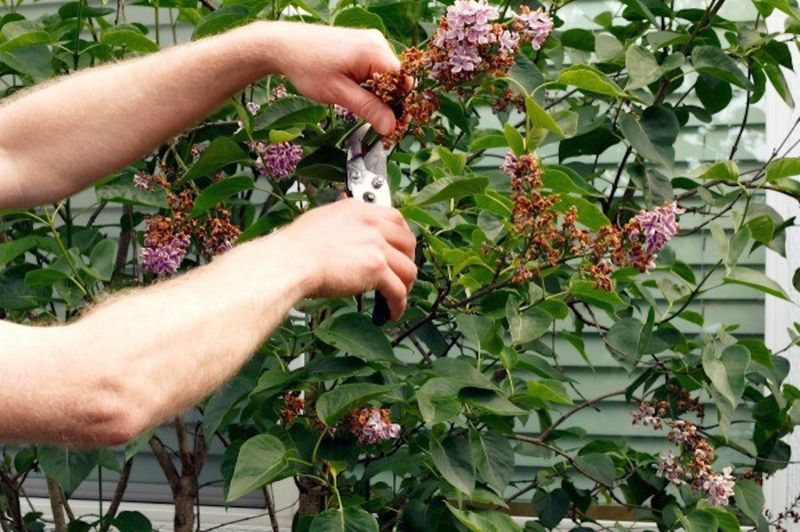 Prune for shape soon after flowering
