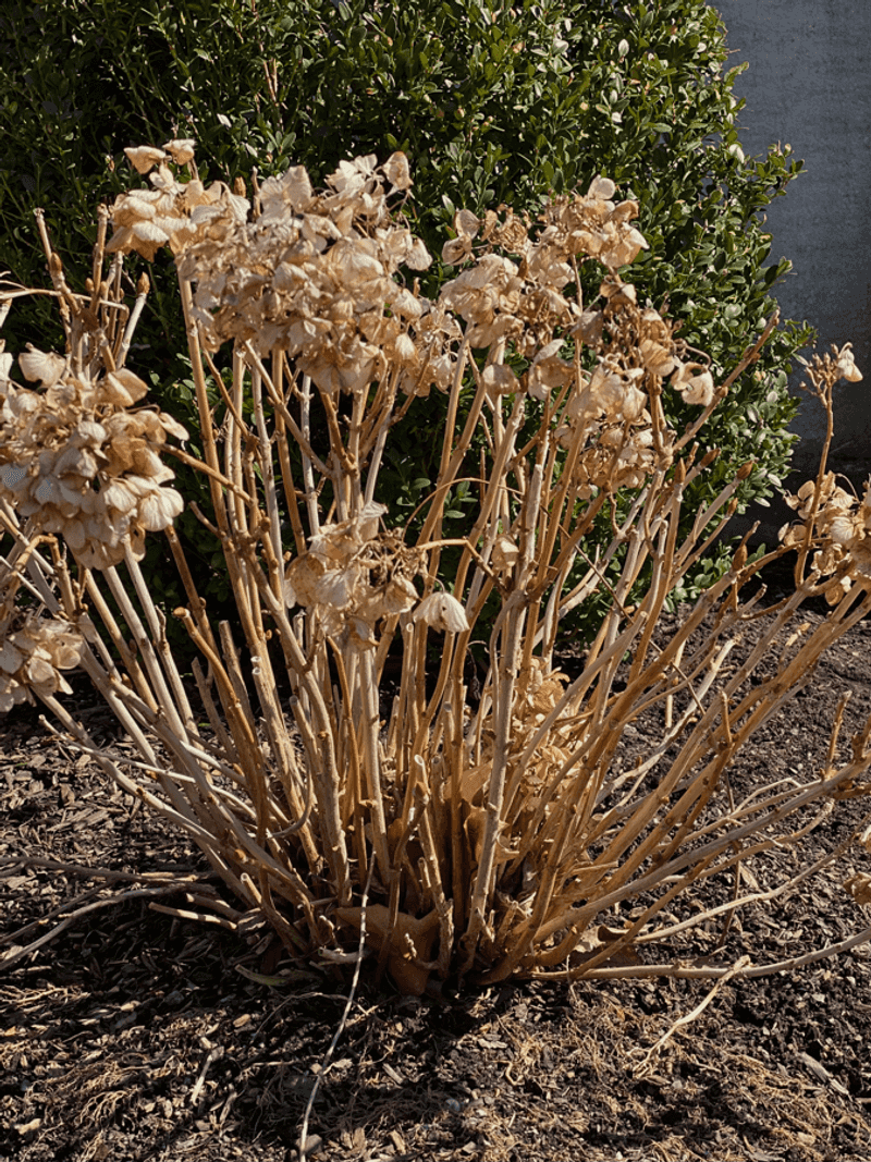 Prune old-wood types shortly after flowering