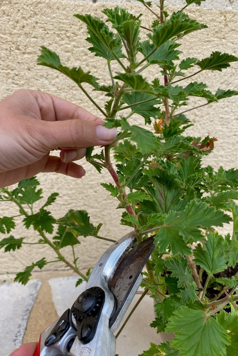 Prune the longest stems just above healthy nodes Prune the longest stems just above healthy nodes