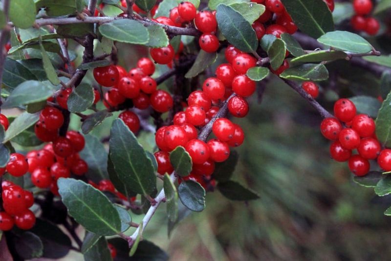 Prune the screen and handle berries responsibly Prune the screen and handle berries responsibly