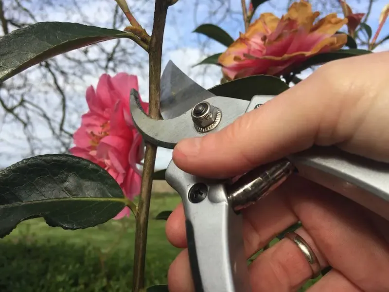 Prune when flowering ends, not before the next display