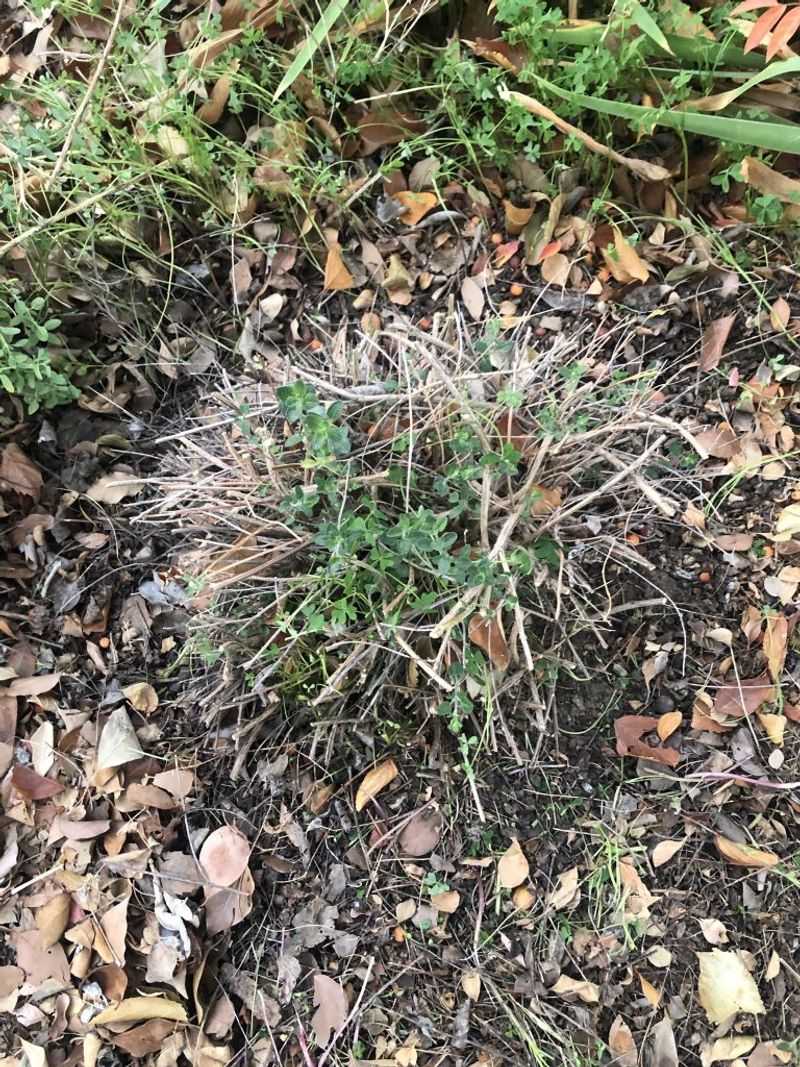 Pruning and freeze timing help keep the mound productive