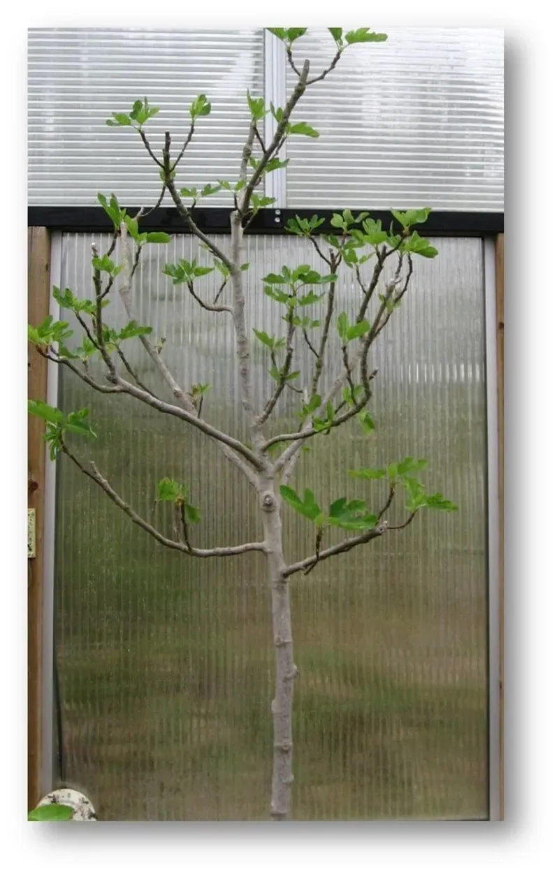 Pruning limits the canopy but does not create underground room