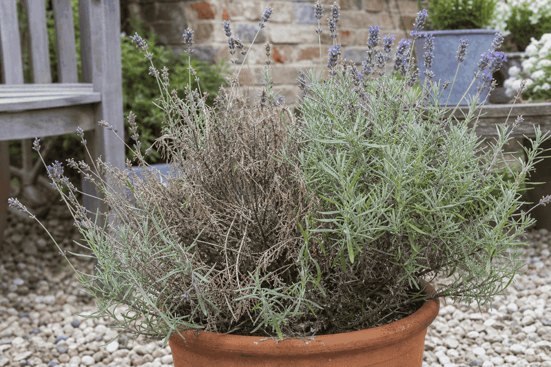 Pruning supports form but does not fix a failing site