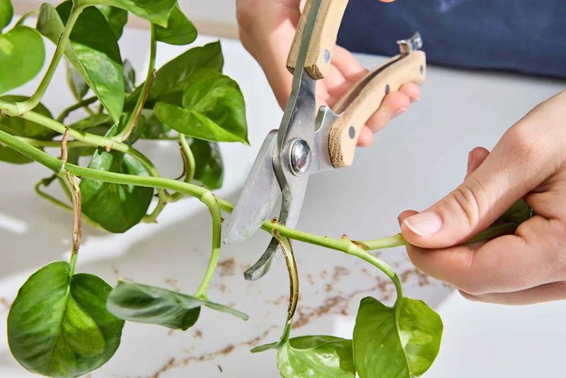 Pruning tidies the plant but does not treat stress