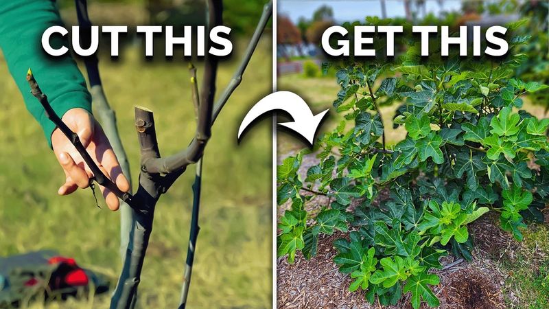 Pruning timing protects a crop—it does not guarantee a bigger one