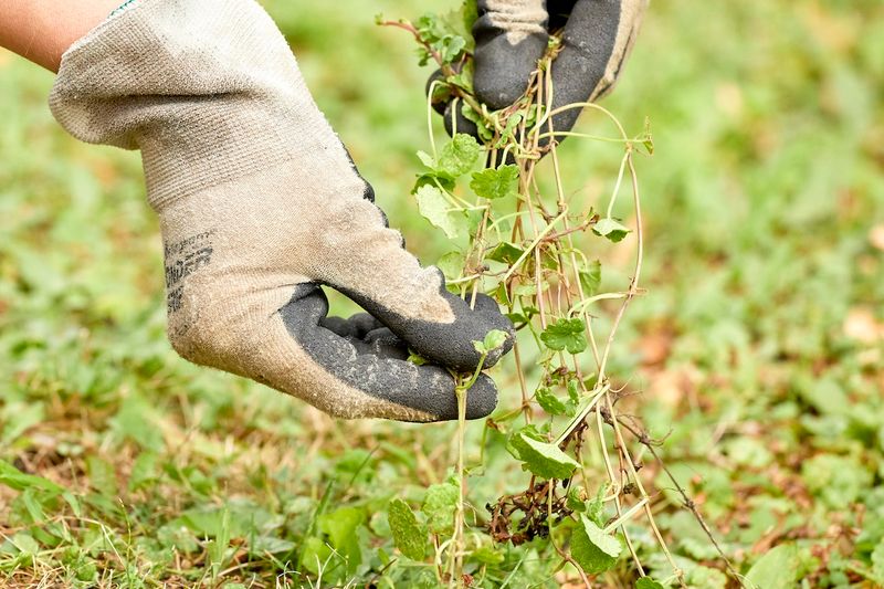 Pull It Out by Hand After a Good Rain Pull It Out by Hand After a Good Rain