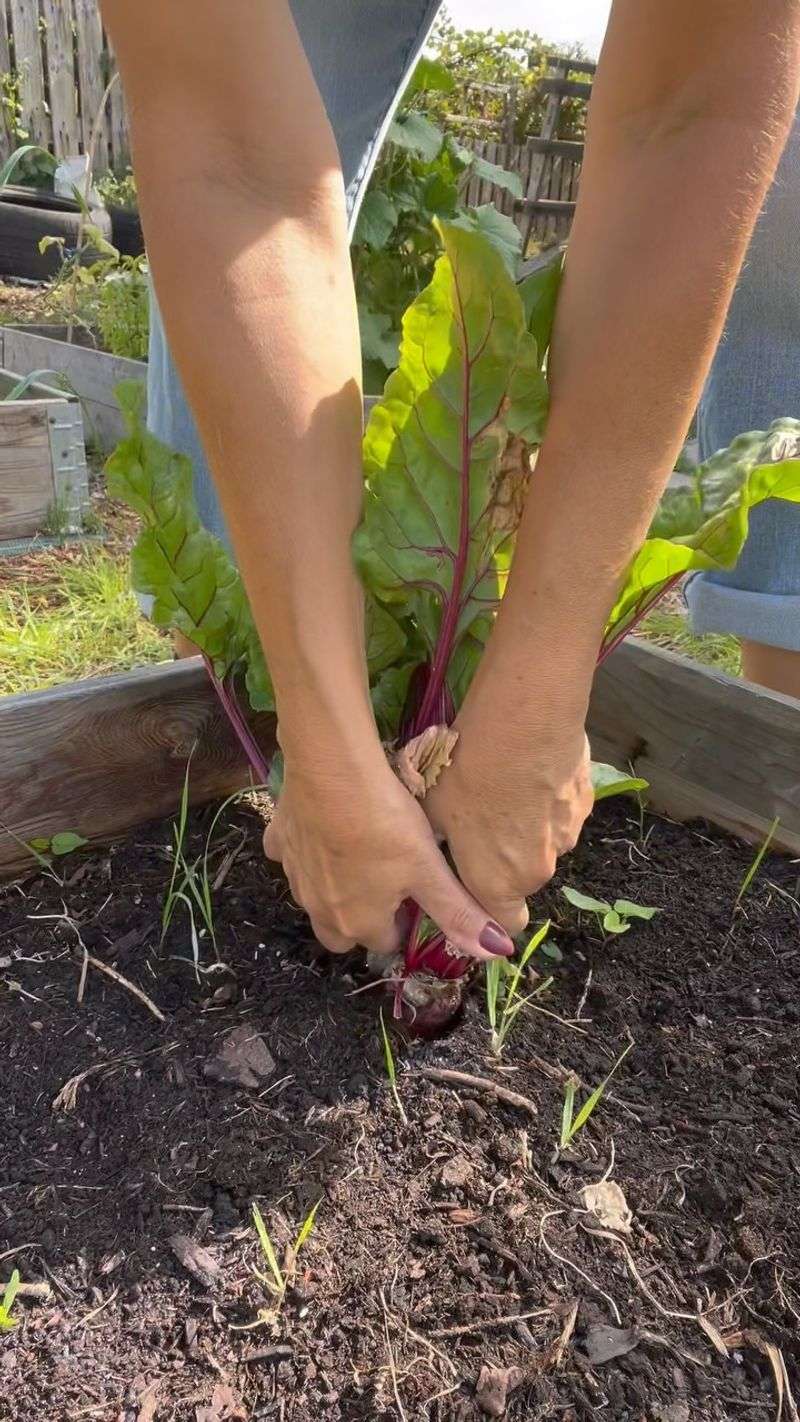 Pull One Test Beet Before Harvesting the Row Pull One Test Beet Before Harvesting the Row