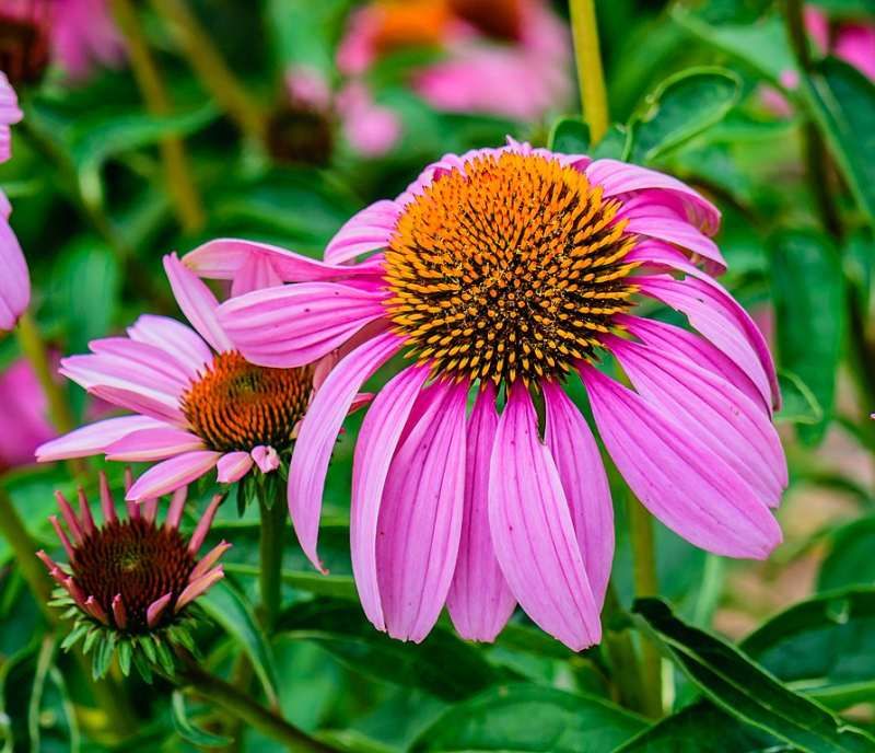 Purple Coneflower Purple Coneflower