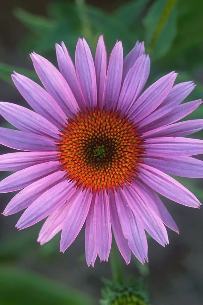 Purple Coneflower (Echinacea purpurea)