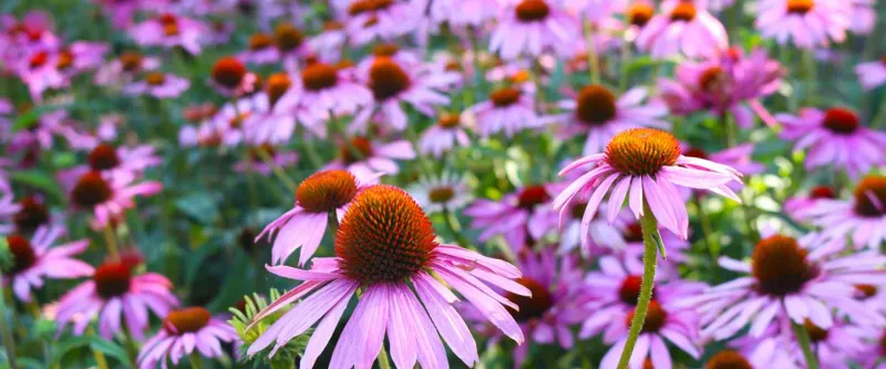 Purple Coneflower (Echinacea purpurea)