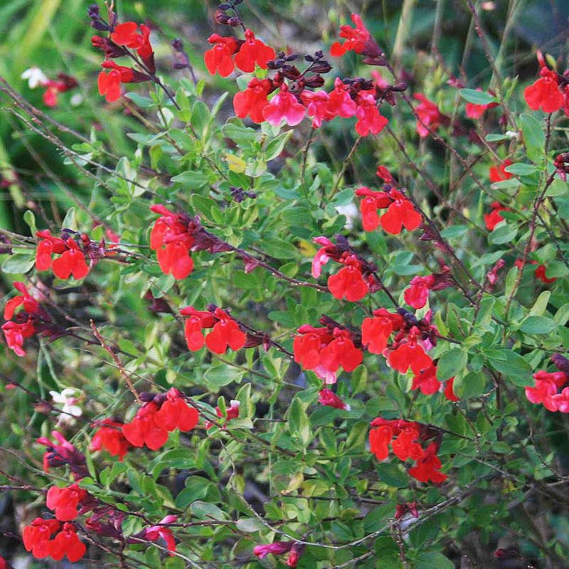 Purple Fountain Grass Companion: Autumn Sage (Salvia greggii)