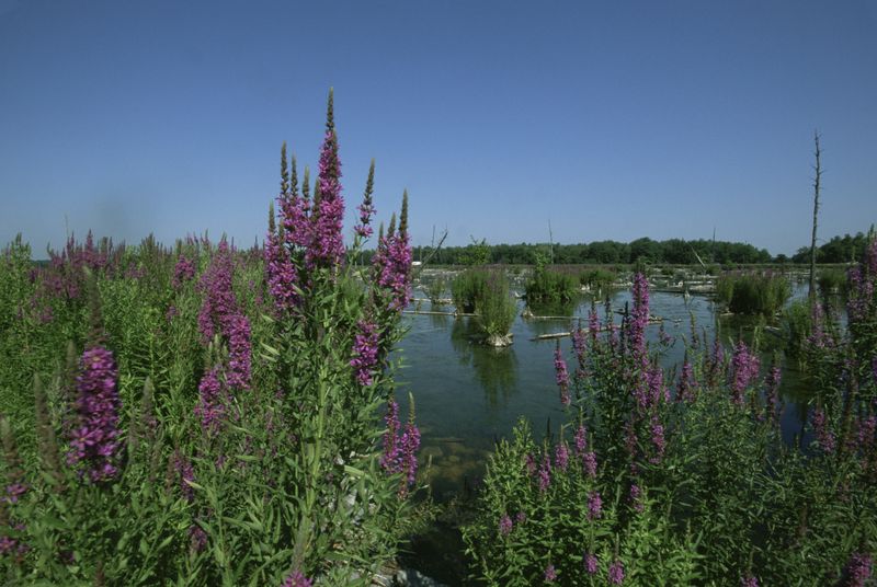 Purple Loosestrife Purple Loosestrife