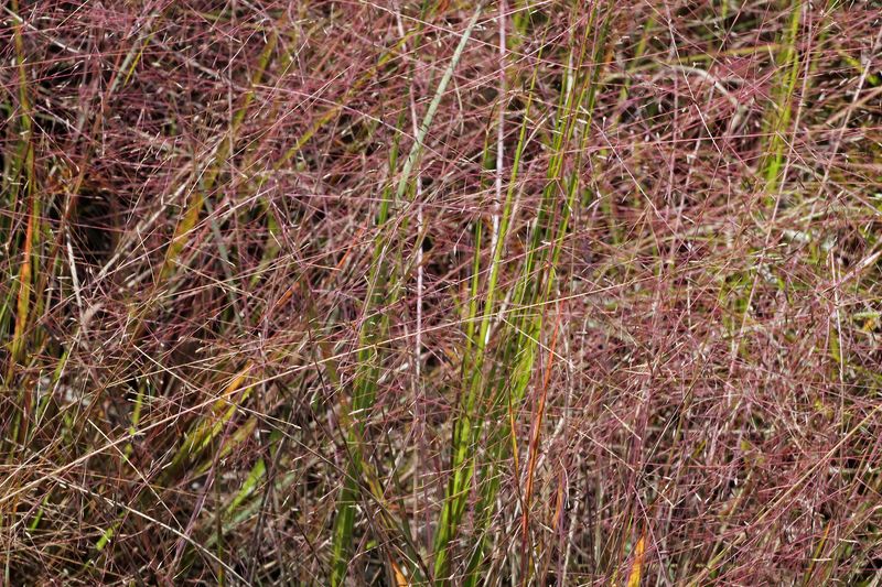 Purple Lovegrass Purple Lovegrass