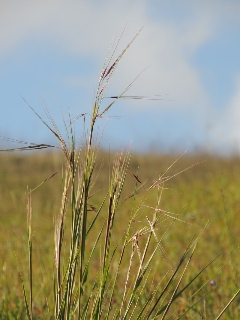 Purple Needlegrass (Stipa pulchra)