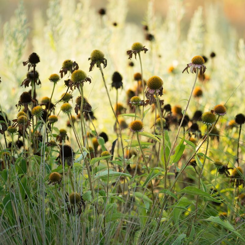 Purple coneflower seed heads offer future planting material