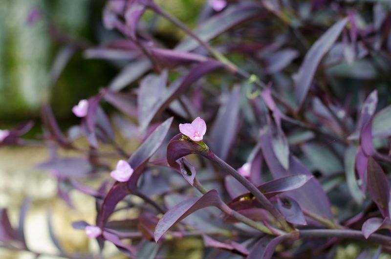 Purple leaves are a symptom, not a diagnosis Purple leaves are a symptom, not a diagnosis