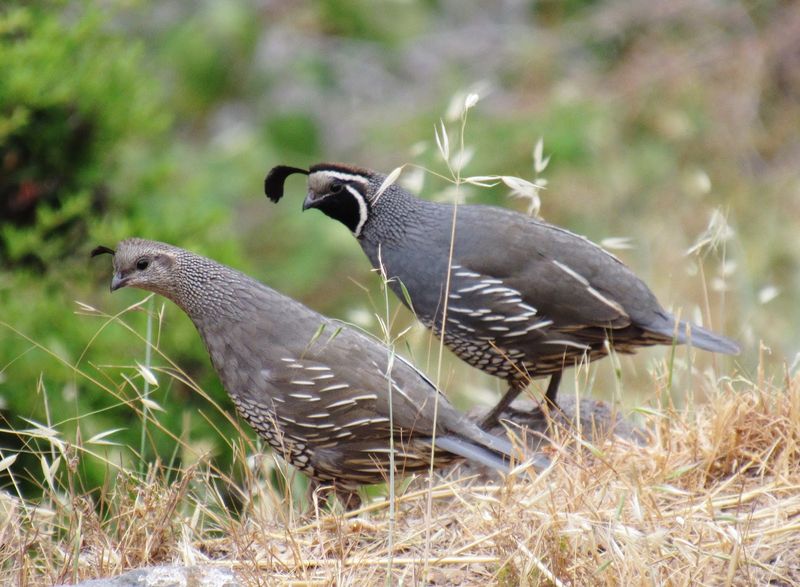 Quail need feeding ground beside protection Quail need feeding ground beside protection