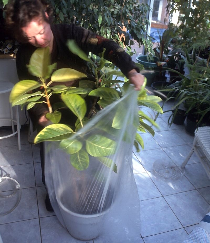 Quarantine New Arrivals Away From Your Indoor Plants