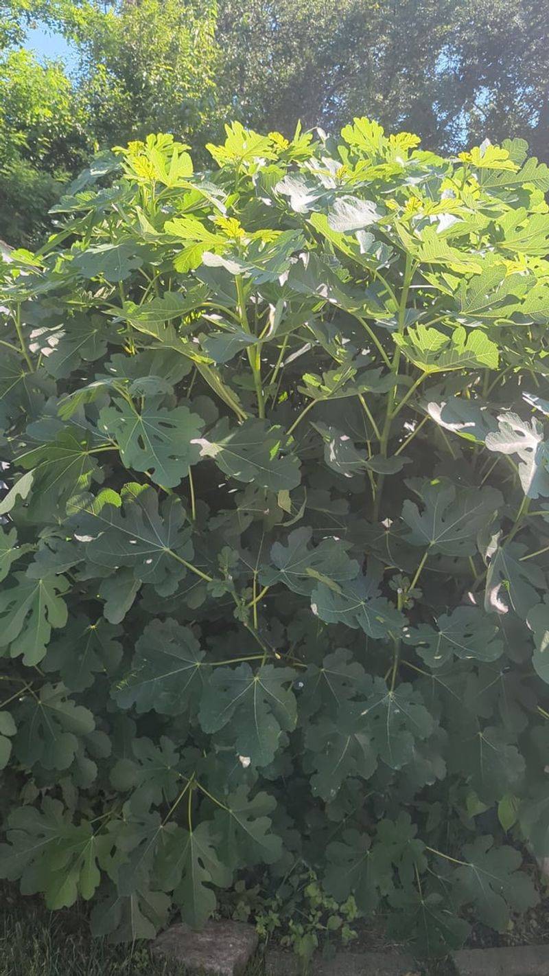 Question nitrogen when shoots outgrow the crop